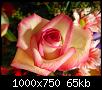     

:	galerie-membre,fleur-rose,roses-005.jpg‏
:	610
:	65.3 
:	2420