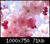     

:	flowers.jpg‏
:	456
:	70.9 
:	2416