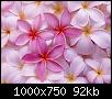     

:	Tropical_Plumeria.jpg‏
:	462
:	91.8 
:	2418