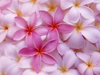Tropical_Plumeria.jpg