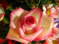 galerie-membre,fleur-rose,roses-005.jpg