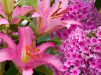 Lilies_and_Phlox.jpg
