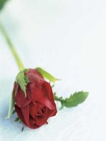 Roses_S77_33.jpg