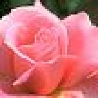 حاملة القرآن