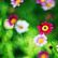 شذى الخزامى