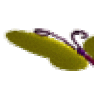 راجيه رضا الله