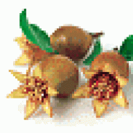 زهرة الرمان