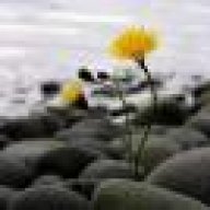 طالبه رضى الخالق