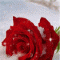 ريحانة الورد